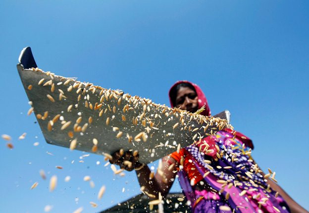 واردات برنج های هندی به ایران محدود شد