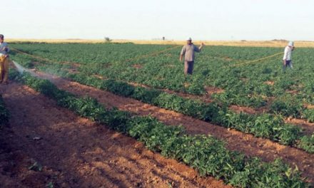 تلاش اسرائیل برای بیرون راندن کشاورزان از غزه