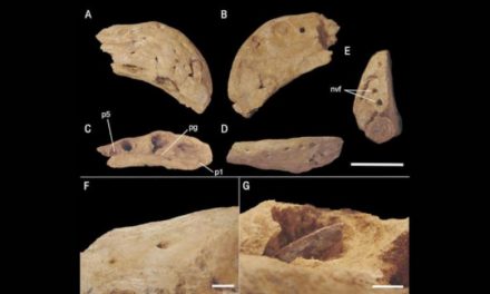 کشف یک گونه جدید دایناسور مصری شاخدار در مراکش