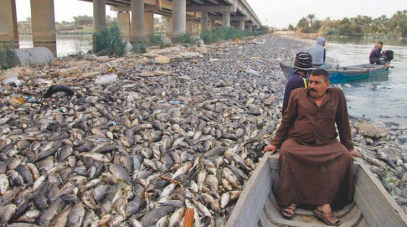 مرگ مرموز صدها هزار ماهی در رودخانه فرات