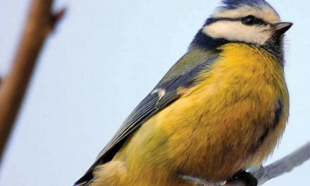 تاثیر تغییرات اقلیمی بر پرندگان