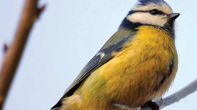 تاثیر تغییرات اقلیمی بر پرندگان